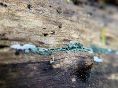 Trichoderma