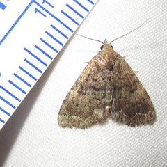 Metalectra miserulata