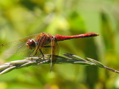 Sympetrum semicinctum