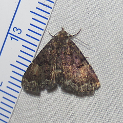 Metalectra miserulata