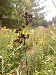 Scirpus atrovirens