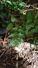 Alectryon excelsus excelsus