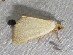 Oxycilla tripla