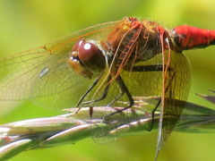 Sympetrum semicinctum