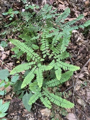 Adiantum pedatum