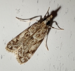 Eudonia heterosalis