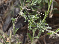 Vittadinia