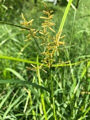Cyperus esculentus