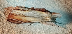 Cucullia convexipennis