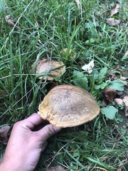 Suillellus luridus