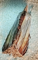 Cucullia convexipennis