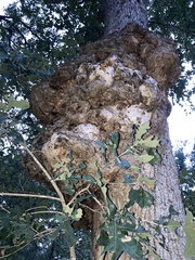 Agrobacterium radiobacter