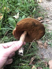 Suillellus luridus