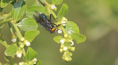 Sarconesiopsis magellanica
