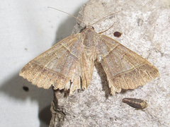 Ptichodis ovalis