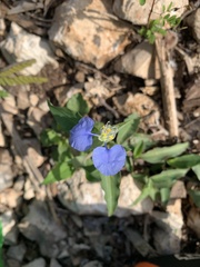 Commelina erecta