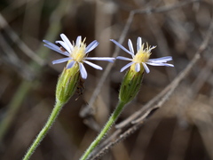 Vittadinia
