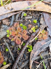 Drosera aberrans