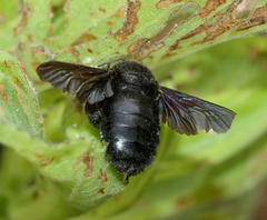 Xylocopa darwini