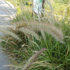 Cenchrus polystachios