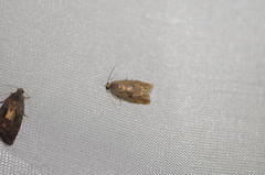 Cydia latiferreana