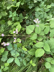 Hylodesmum glutinosum