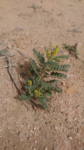 Senna italica subsp. micrantha image