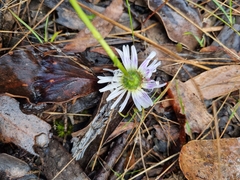 Allittia uliginosa