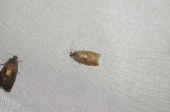 Cydia latiferreana