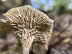 Ampulloclitocybe