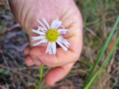 Allittia uliginosa