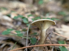 Ampulloclitocybe