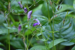Brillantaisia lamium