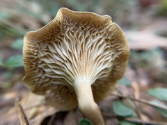 Ampulloclitocybe