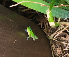 Phelsuma laticauda laticauda