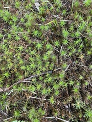 Polytrichum juniperinum