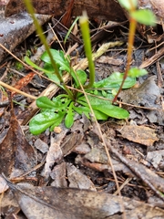 Allittia uliginosa
