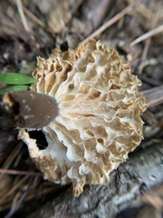 Lactifluus gerardii