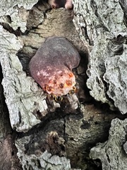 Ischnoderma resinosum