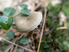 Lactifluus gerardii