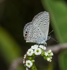 Hemiargus ramon