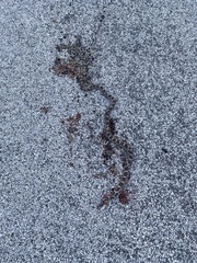 Lampropeltis triangulum