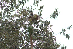 Turdus rufopalliatus