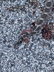 Lampropeltis triangulum