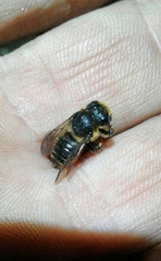 Megachile centuncularis