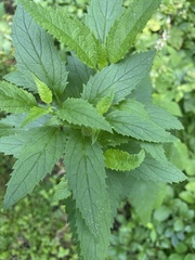 Scrophularia lanceolata