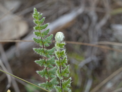 Cheilanthes distans