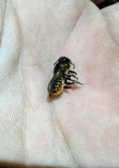 Megachile centuncularis