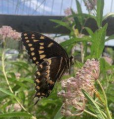Papilio palamedes