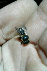 Megachile centuncularis
